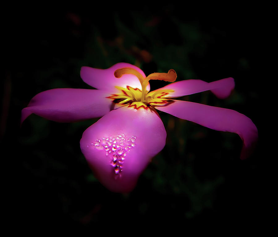 Rose of the Marshland Photograph by Gena Herro