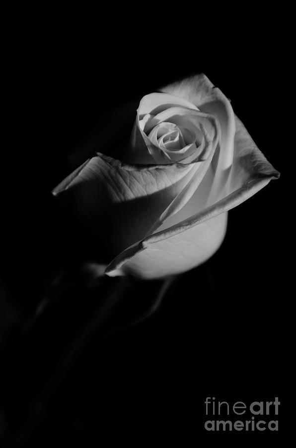 Rose on Black Black and White Botanical / Nature / Floral Photograph Photograph by PIPA Fine Art - Simply Solid