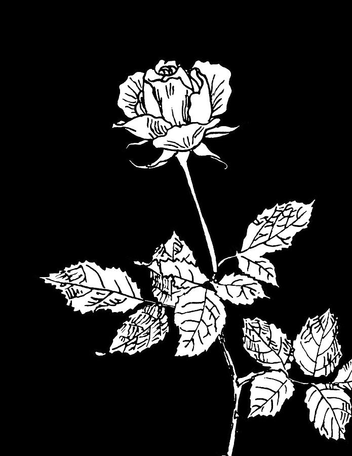 Rose on Black Drawing by Masha Batkova