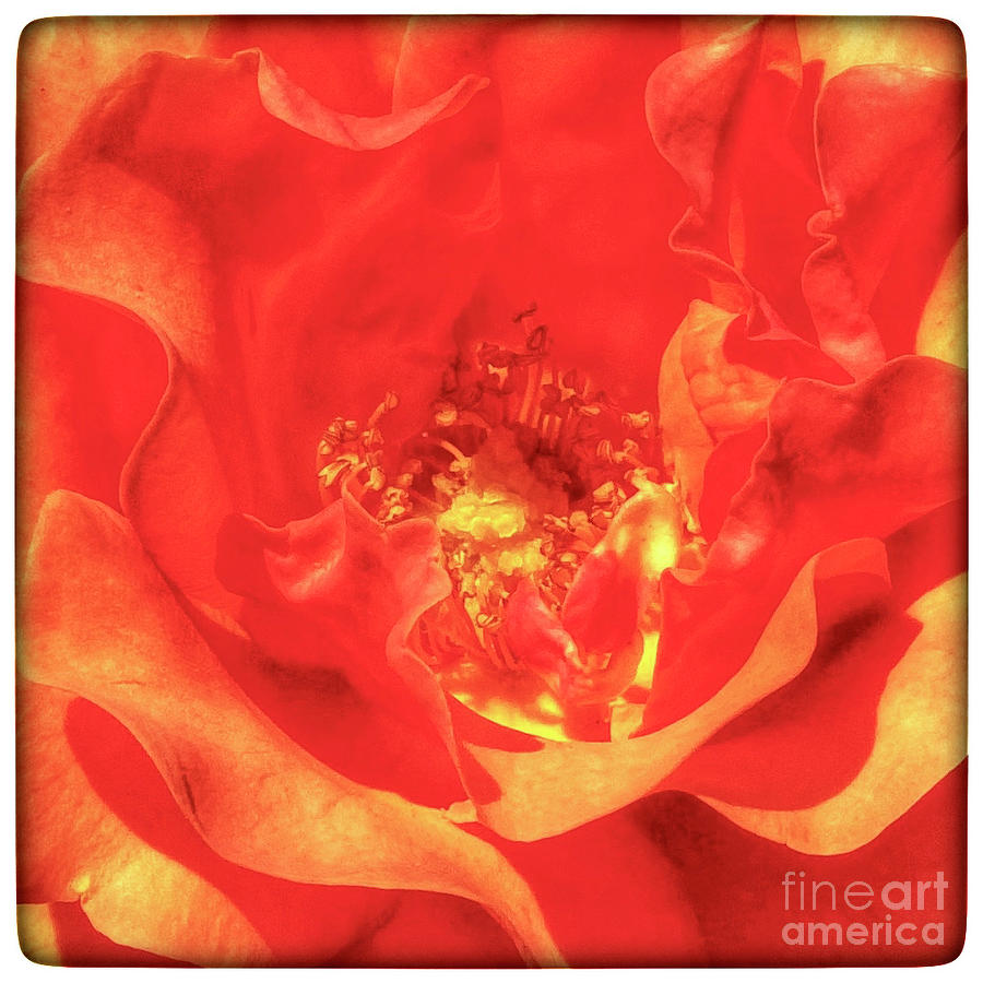 Rose on Fire Photograph by Wendy Golden