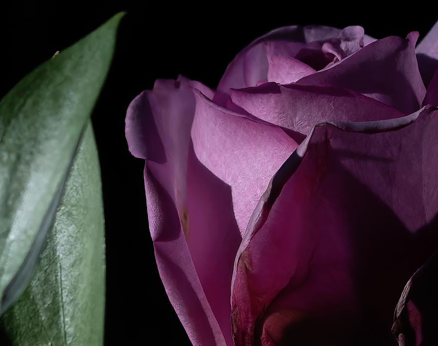 Rose Shines in the Dark Photograph by Jim Wilce