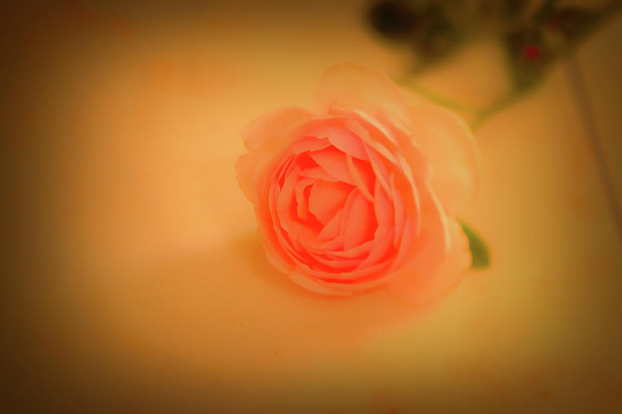 Rose On Marble 2 #l2 Photograph