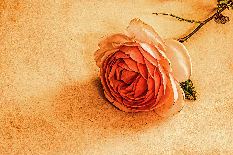 Rose On Marble #l2 Photograph