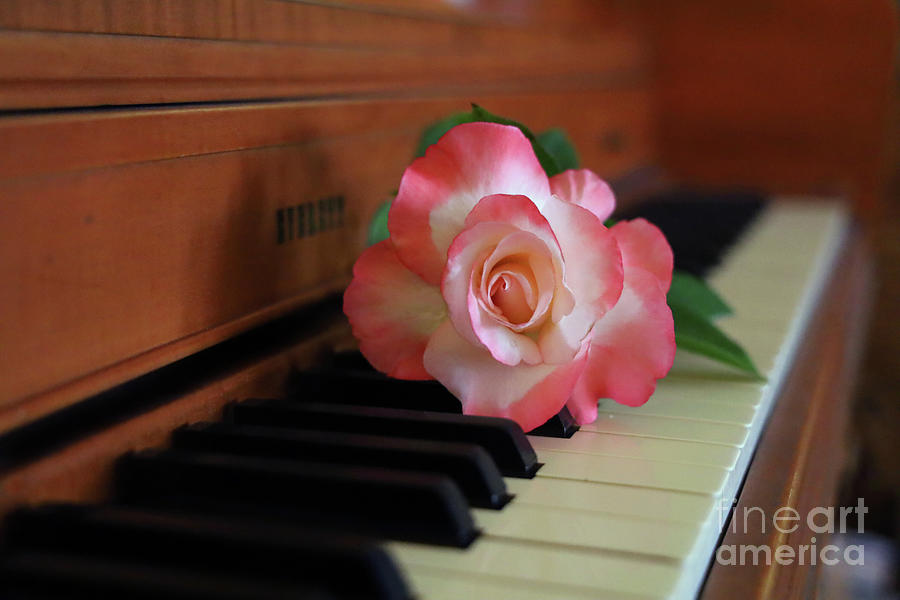Rose on Piano 1609b Photograph by Jack Schultz