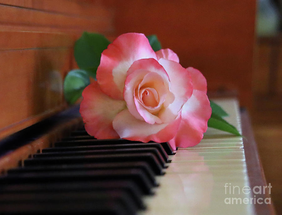 Rose on Piano 1614b Photograph by Jack Schultz