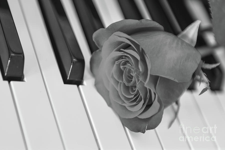 Rose on Piano Keys Photograph by Olga Hamilton