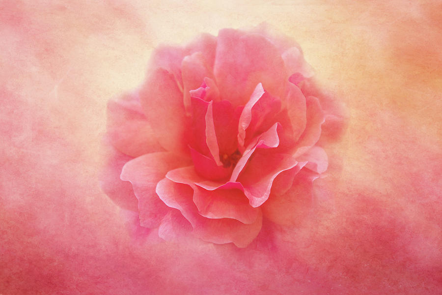 Rose on Pink Texture Digital Art by Terry Davis