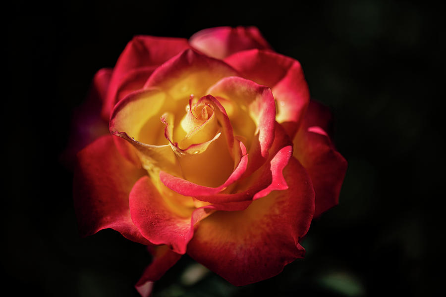 Rose-One of the Last Roses of Summer Photograph by Judy Wolinsky