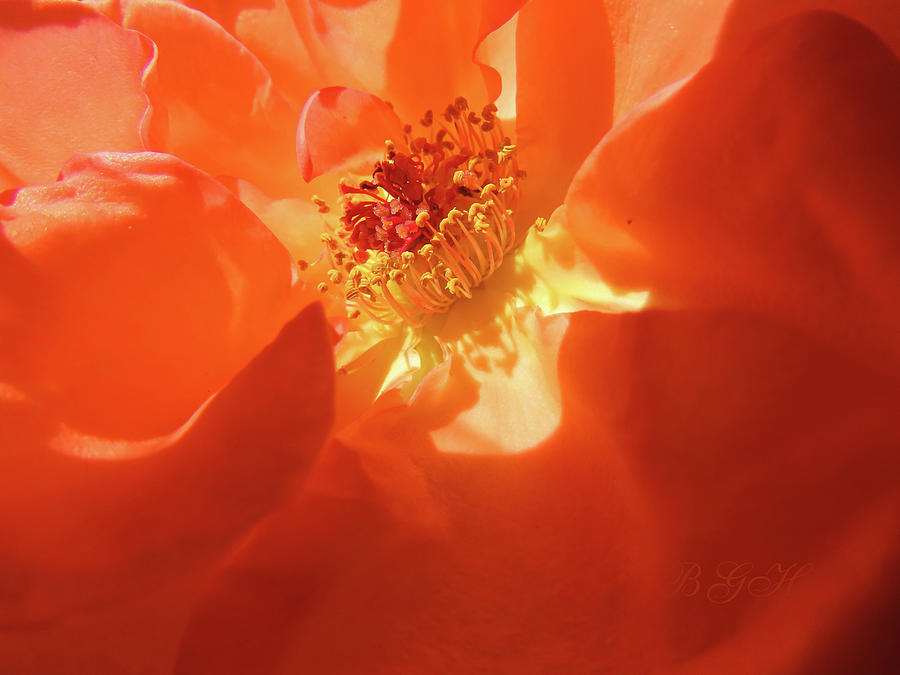 Rose Yellow Orange 1 - Roses as Art - Floral Photography - Roses Photograph by Brooks Garten Hauschild
