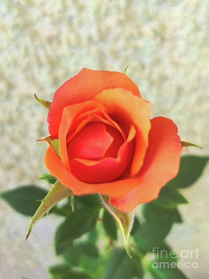 Rose Orange 5.0 Photograph by Jasna Dragun