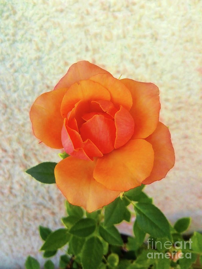Rose Orange Photograph by Jasna Dragun