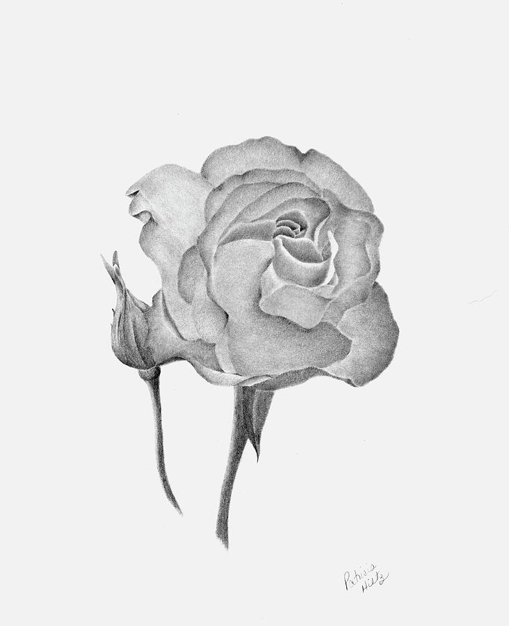Rose Drawing by Patricia Hiltz