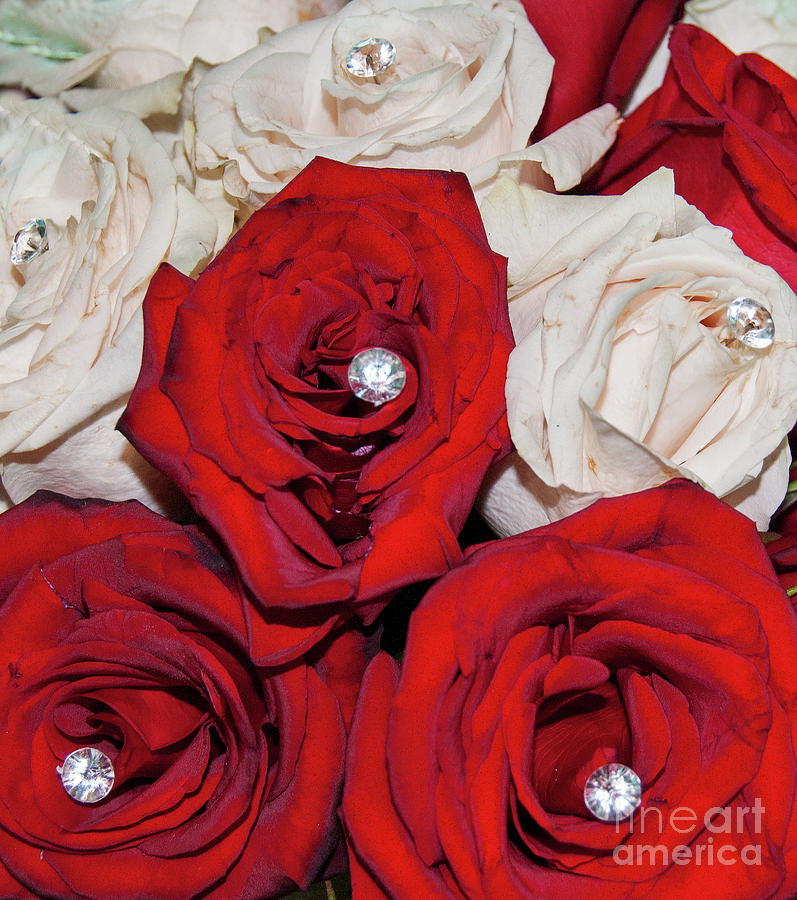Rose Photograph - Rose Pearls by Mae Wertz
