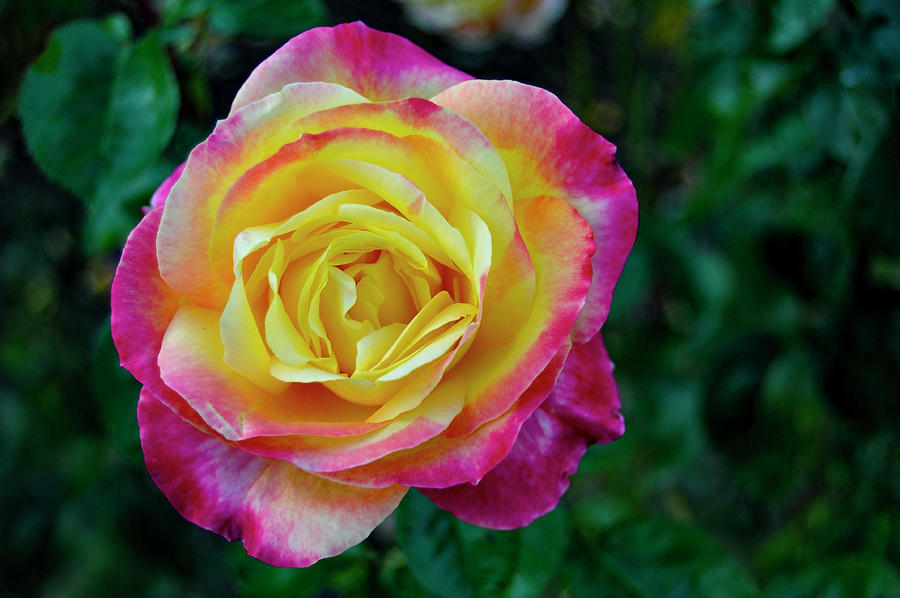Rose Photograph by Pelo Blanco Photo