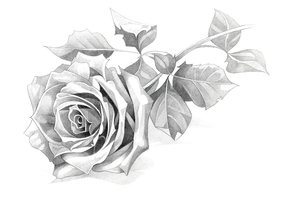 Hand drawn roses. Sketch rose flowers with leaves. Black and white vintage  etching vector botanical 22666682 Vector Art at Vecteezy