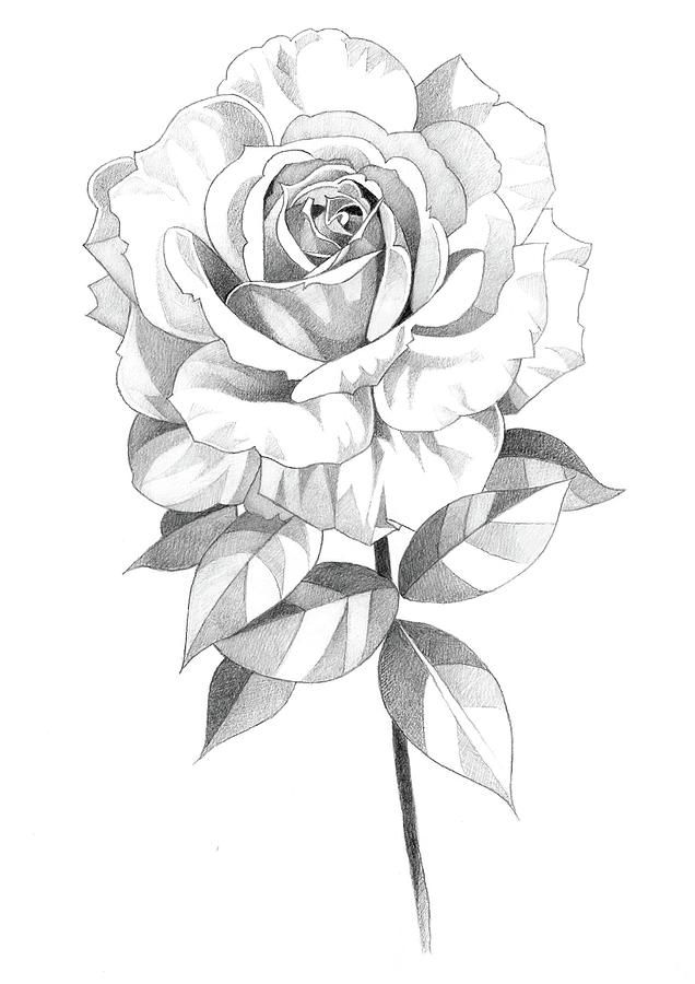 40,100+ Rose Sketches Stock Illustrations, Royalty-Free Vector Graphics &  Clip Art - iStock | Flower sketches