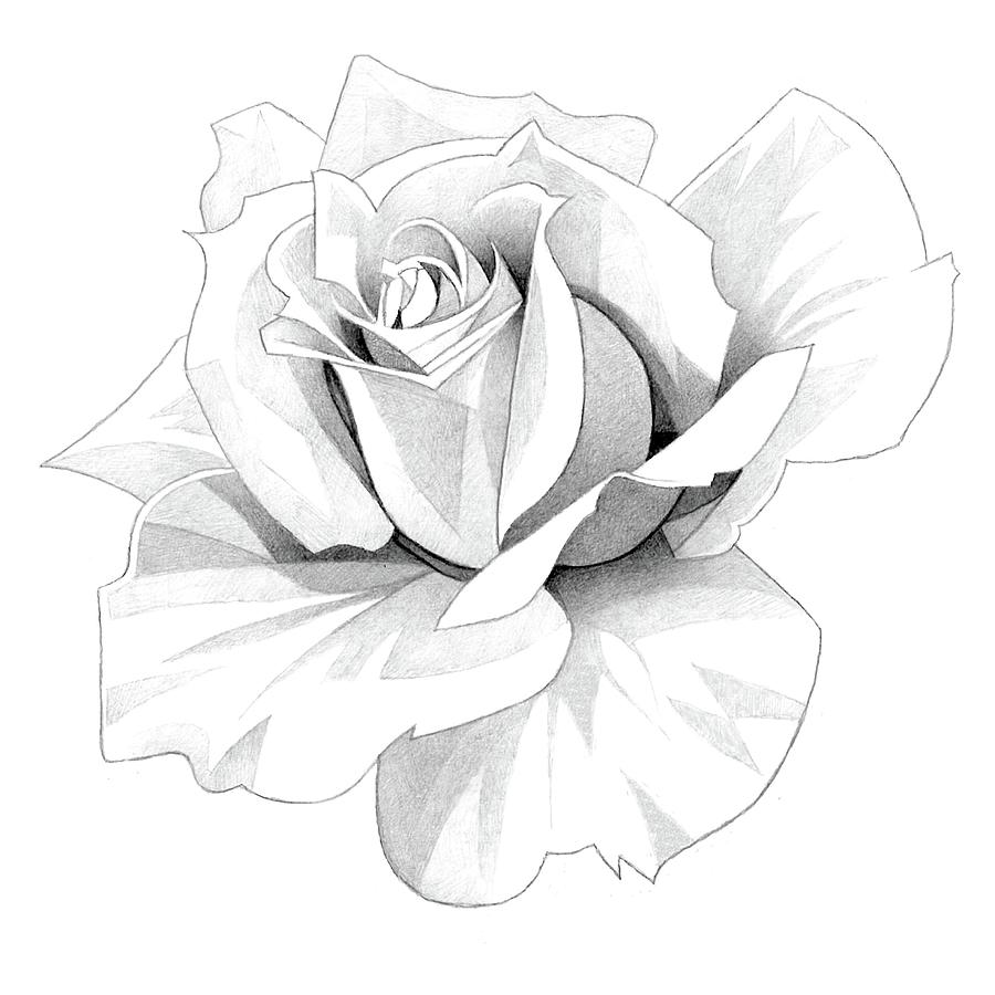 Single rose drawing Black and White Stock Photos & Images - Alamy