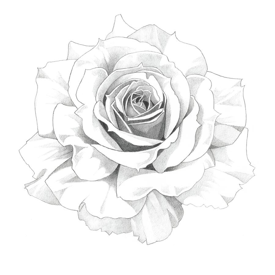 Premium Vector | Pencil sketch vector illustration flowers rose coloring  page line art isolate image clip art.