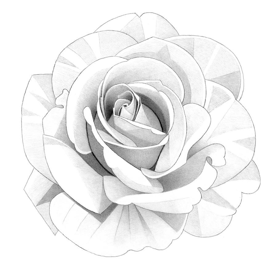 Rose Flower Drawings In Pencil Step By Step Easy Pencil Drawing Of - Rose  Flower Sketch Images | Flower sketches, Roses drawing, Pencil drawings easy