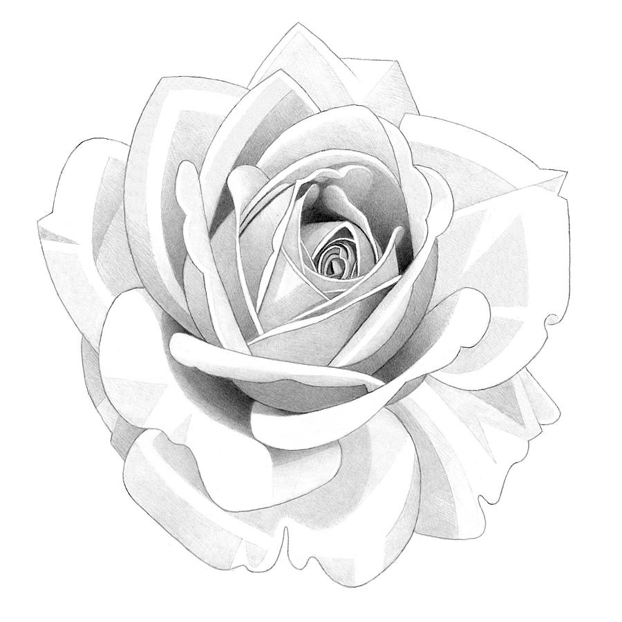 Rose Pencil Drawing 32 2 Drawing by Matthew Hack - Fine Art America