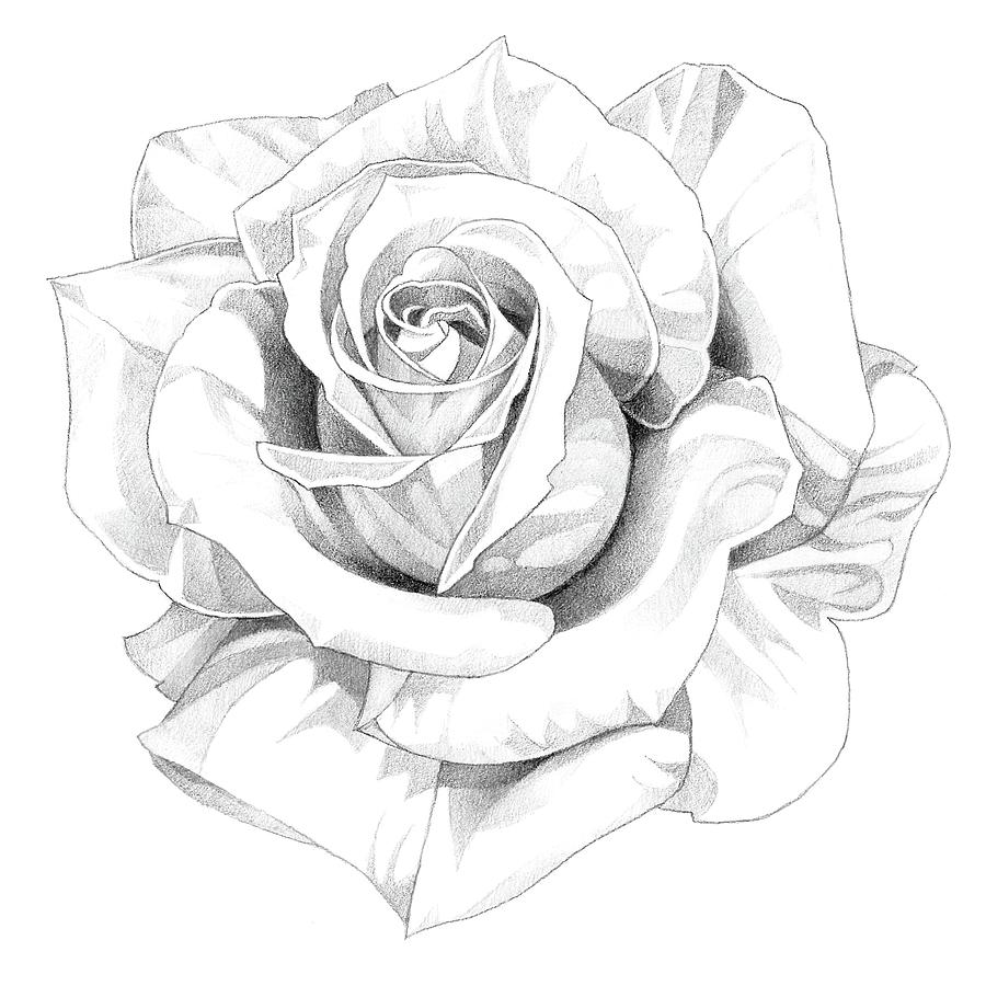 Roses Pencil Drawing 