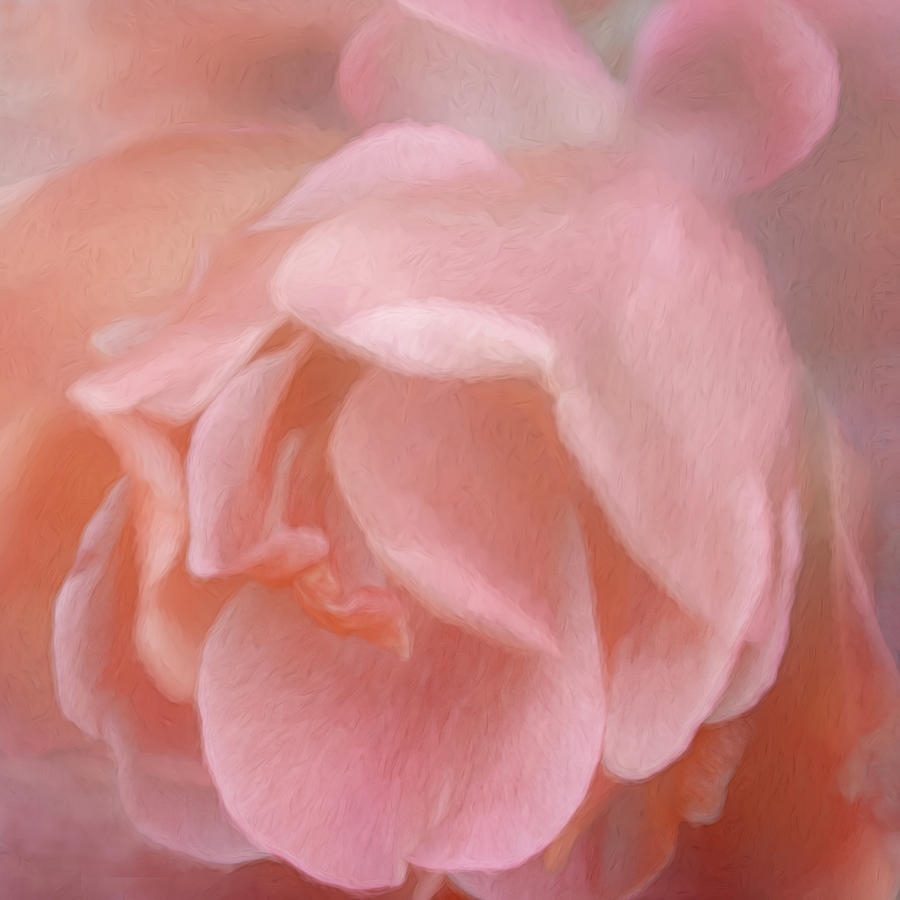 Rose Petal Impression Mixed Media by Ann Powell