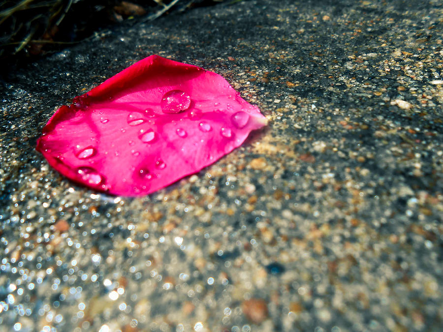 Rose Petal on Sidewalk  Photograph by W Craig Photography