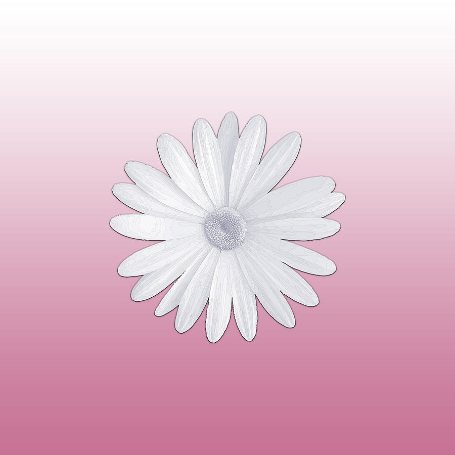 Rose Petal Pink Gradient with Violet Verbena Daisy Digital Art by Ali Baucom