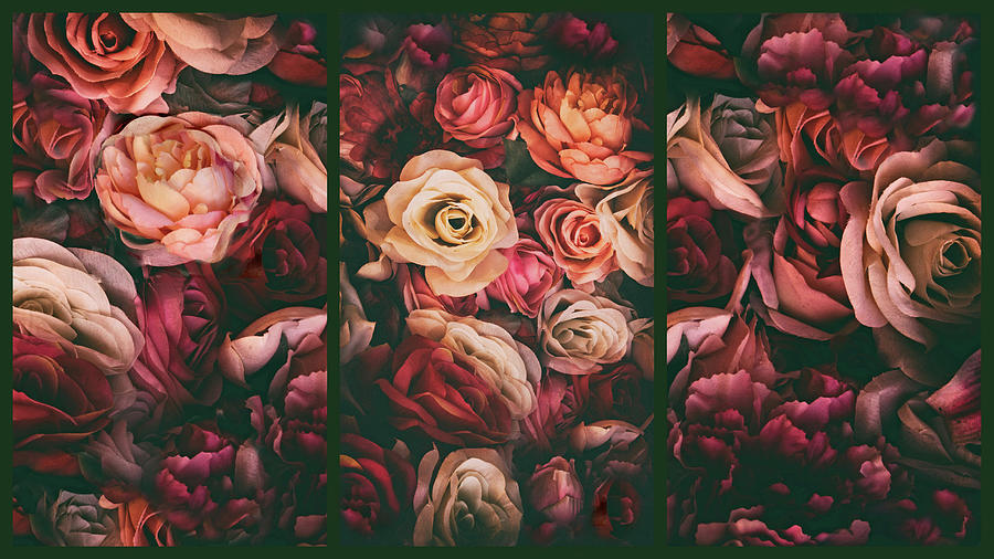 Rose Petal Triptych Photograph by Jessica Jenney