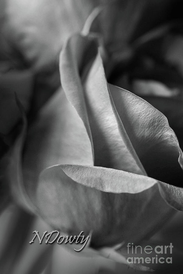 Rose Petals BW Photograph by Natalie Dowty