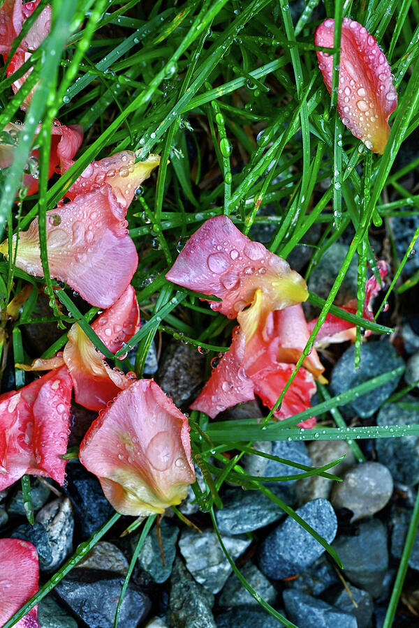 Rose Petals in the Rain Photograph by Harry Banks Rose Petals in the Rain Photograph by Harry Banks