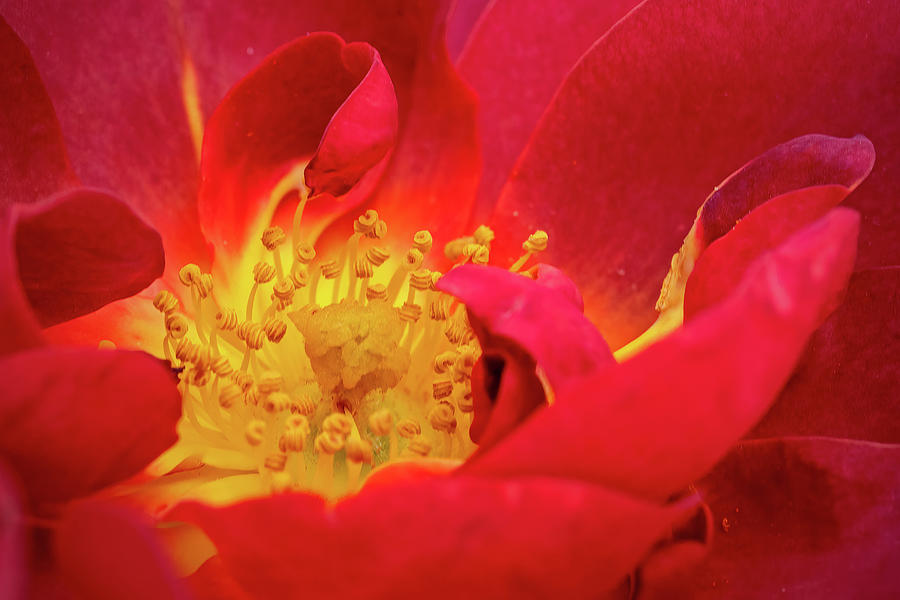 Rose Petals, Pistils, and Stamen Photograph by Ira Marcus