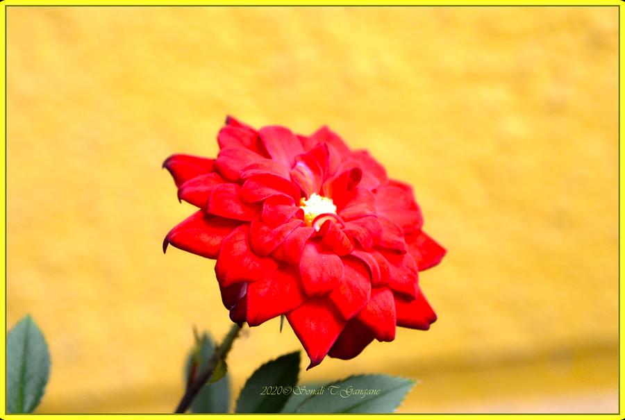  Rose Petals Photograph by Sonali Gangane