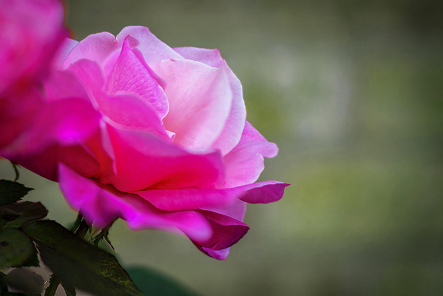 Flowers Still Life Photograph - Rose by Phil And Karen Rispin