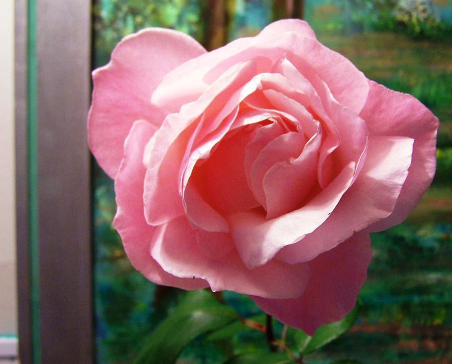 Rose Photograph - Rose Pink by Patricia Clark Taylor