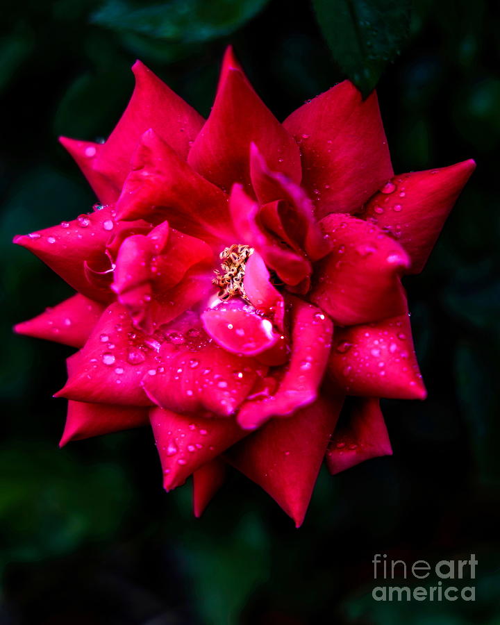Rose Rain Photograph by Elijah Rael