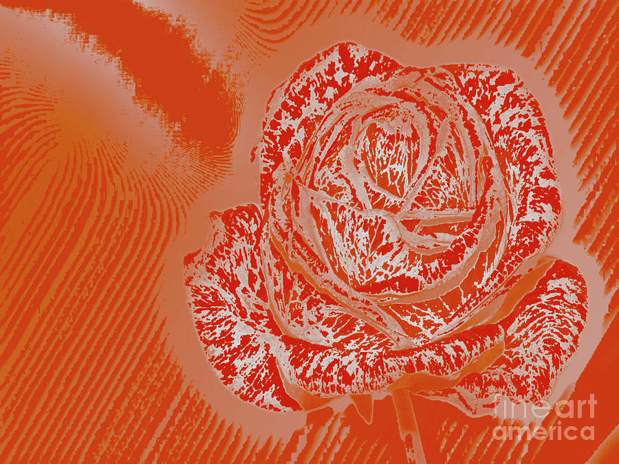 Rose Rain Red Digital Art by Manos Chronakis