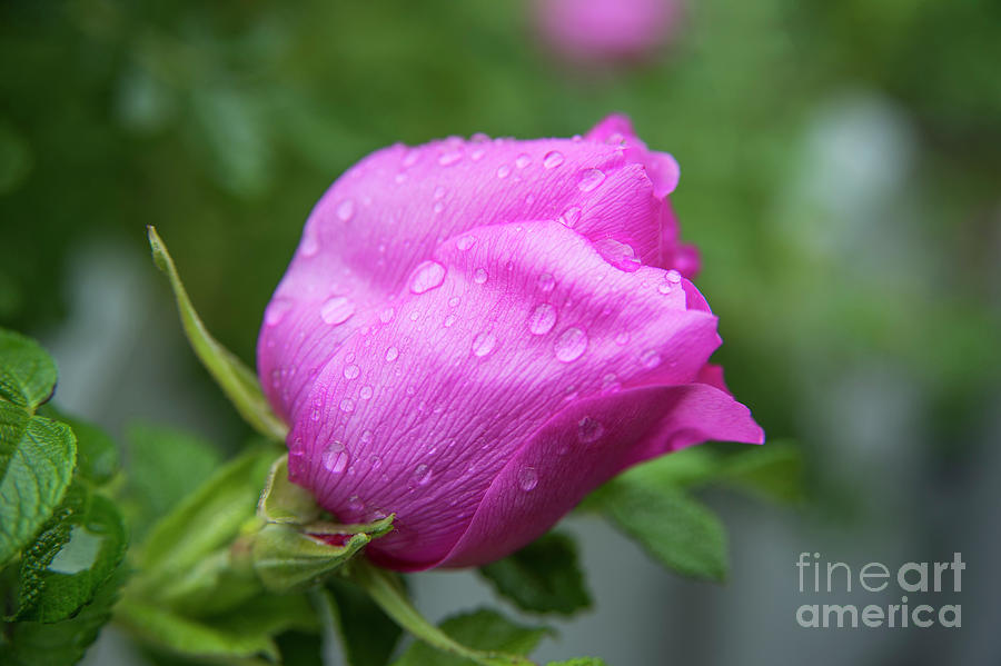 Rose Raindrops  Photograph by Alana Ranney