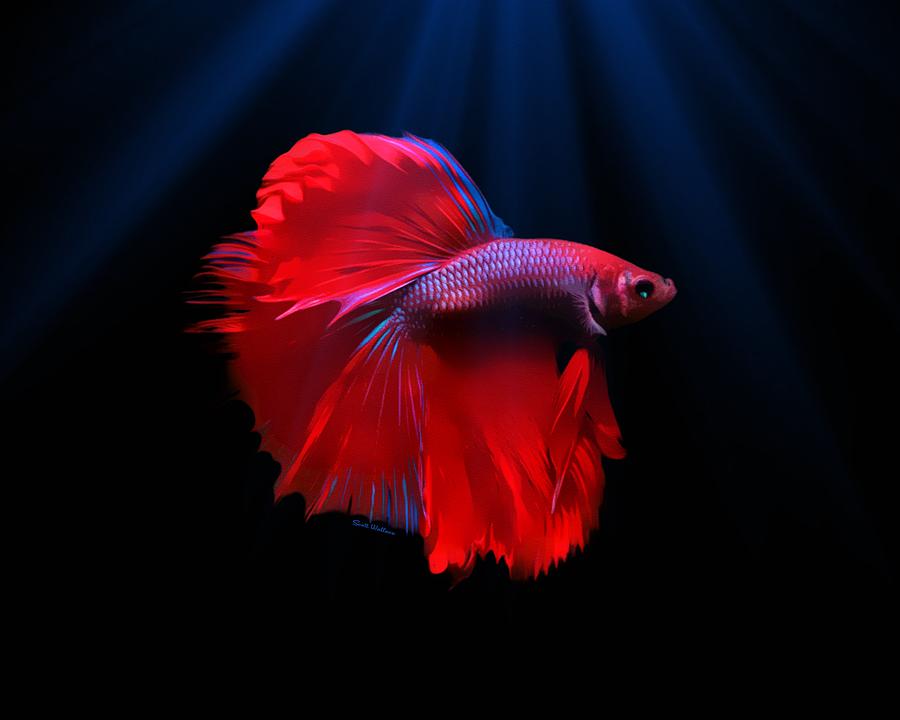 Rose Red Betta Fish From The Illuminated Collection Art by Scott Wallace Digital Designs - Pixels