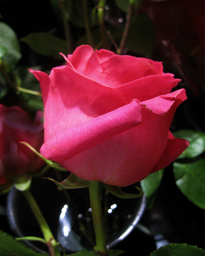 Rose Red Photograph by David Zimmerman