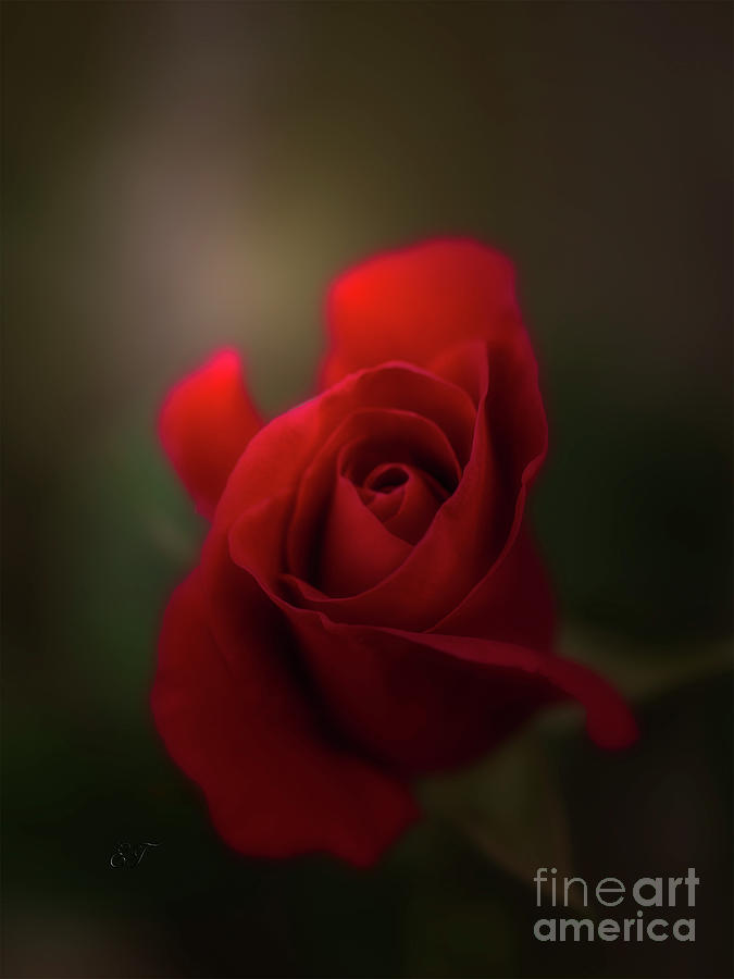 Rose Red Photograph by Elaine Teague