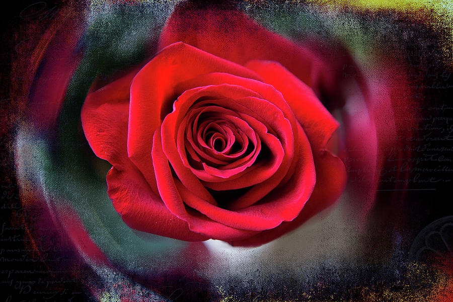 Rose Red Photograph by Milena Ilieva