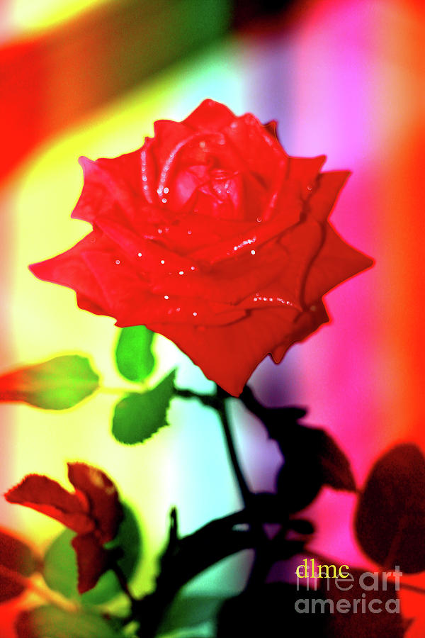 Rose Red Single Photograph by Donna L Munro