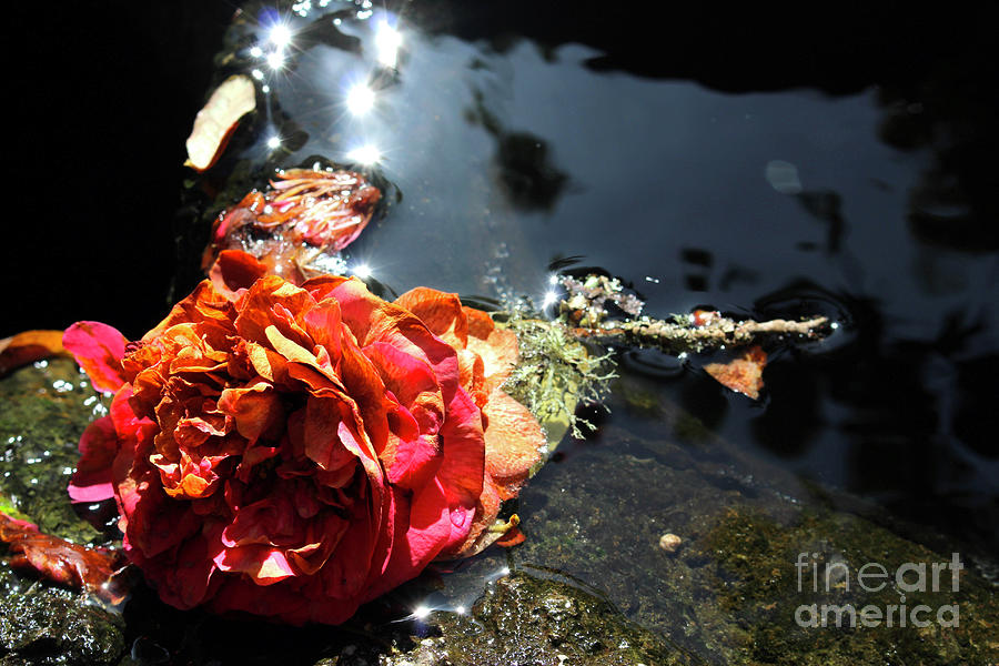Rose, Reflections And Water Photograph