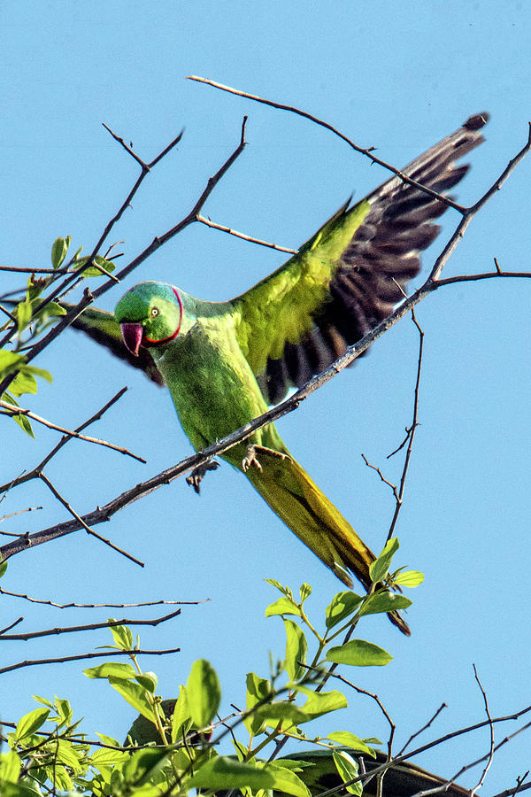 Rose-ring of the Rose-ringed Parakeet Photograph by William Bitman ...