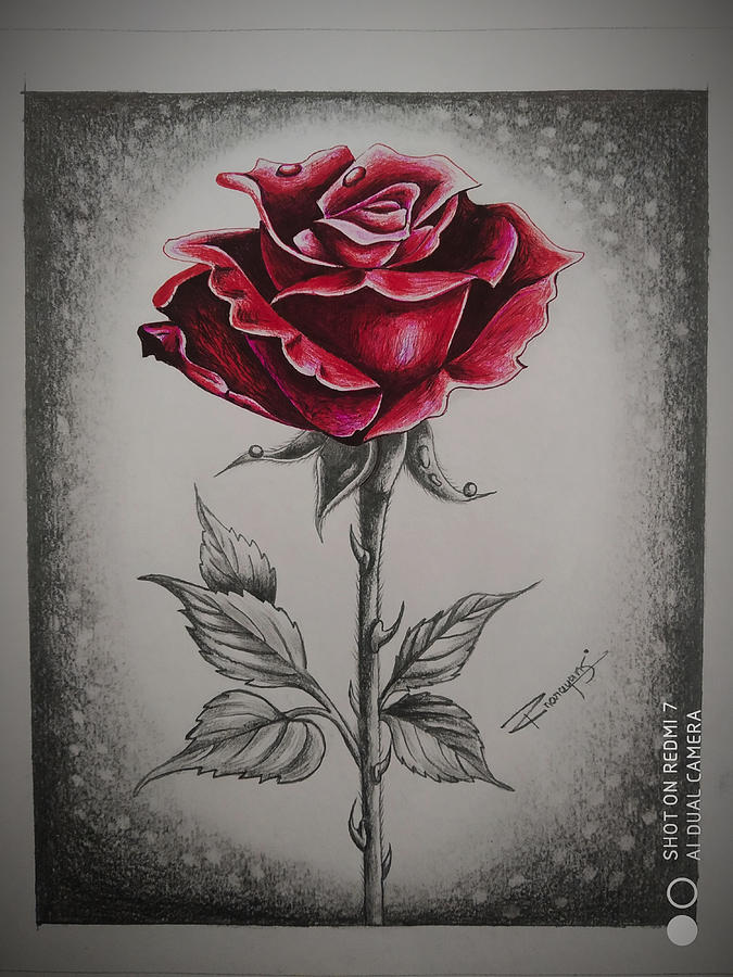 Rose red pen drawing