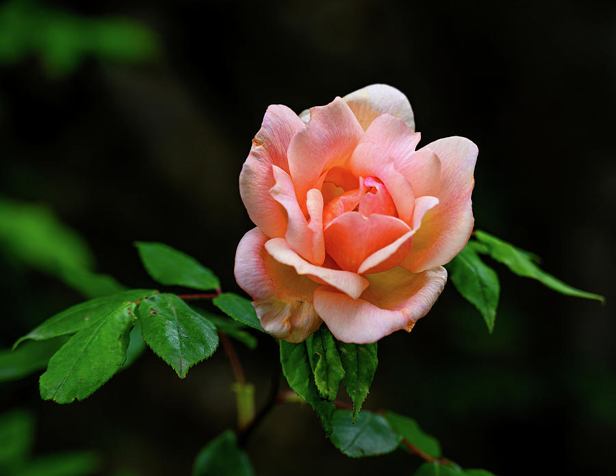 Rose Photograph by Robert Miller
