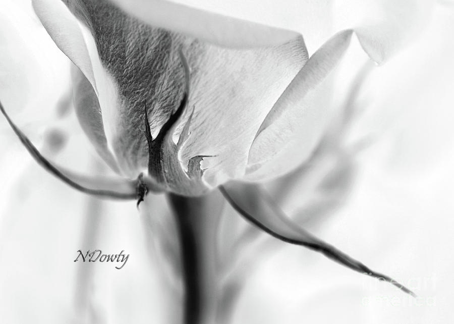 Rose Sepal BW Photograph by Natalie Dowty