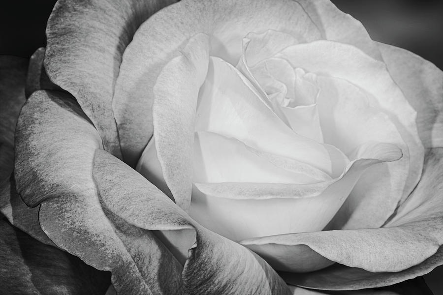 Rose Shades And Swirls BW Photograph by Susan Candelario