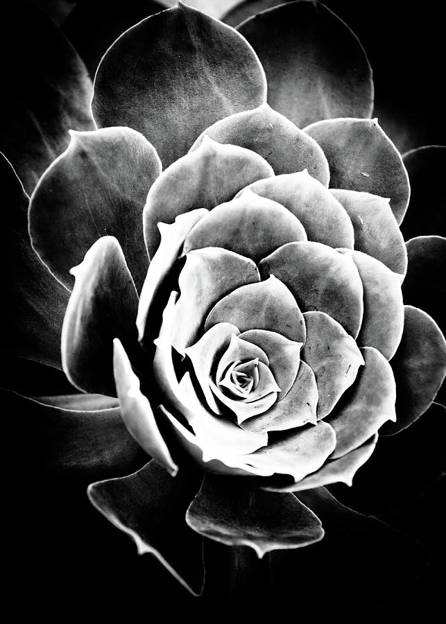 Rose Shaped Sempervivum Photograph by Hakon Soreide